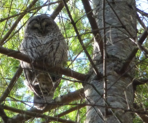 Owl in tree