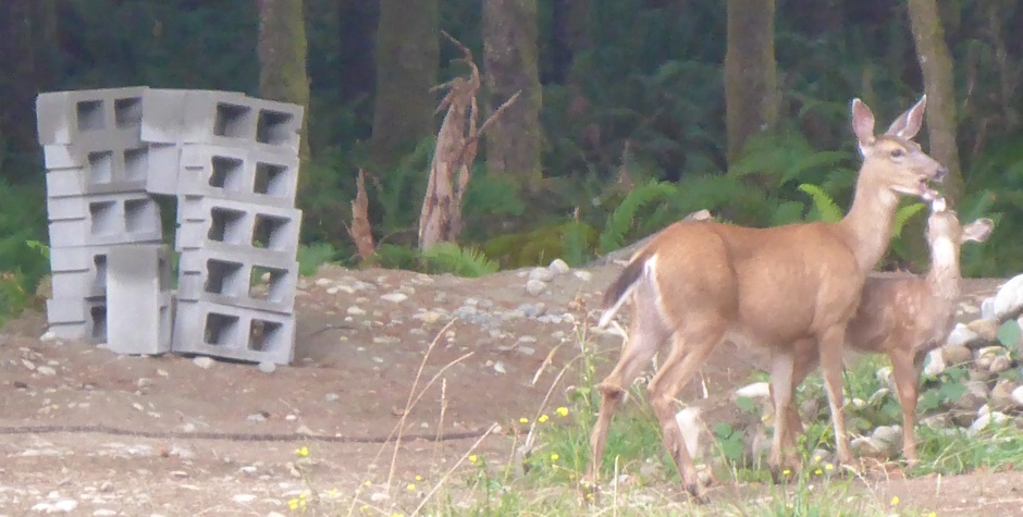 Pile Of Blocks With Deer