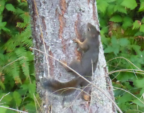 Red squirrel