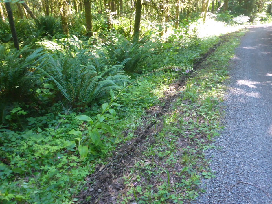 Rural Broadband Scraped Ditch Example