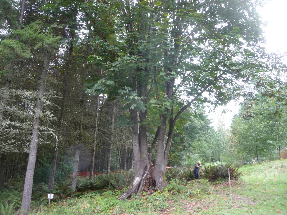 Save plants before clearing