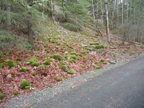 Snoqualmie Trail