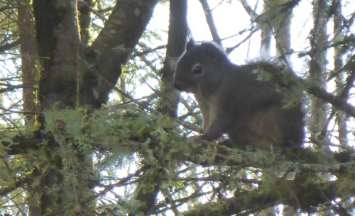 Squirrel In Trees