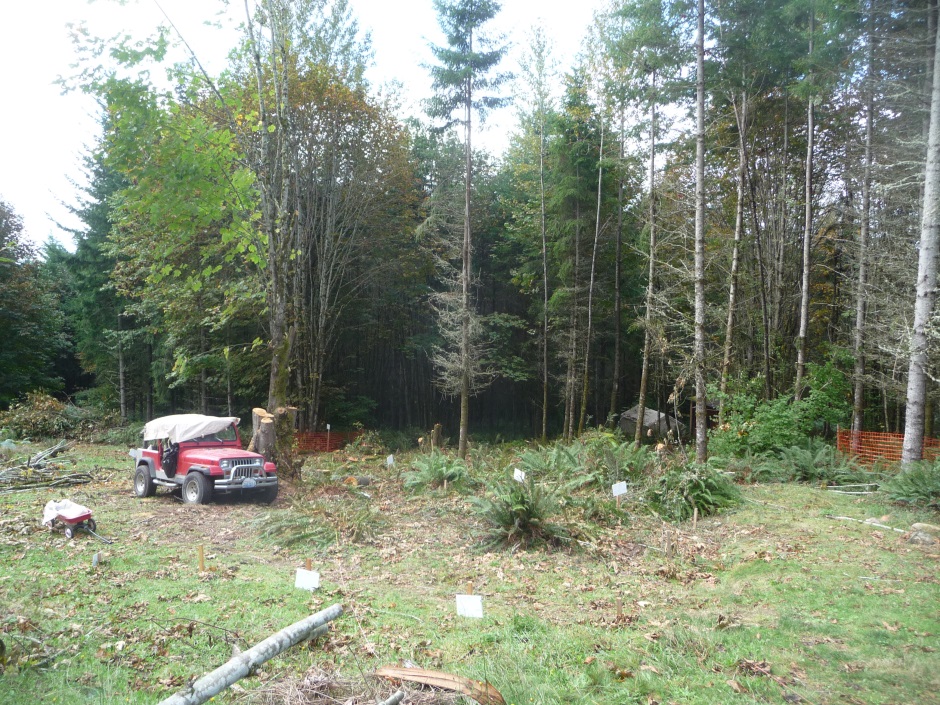 Tree clearing nearly done