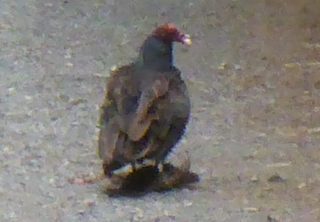 Turkey Vulture on driveway