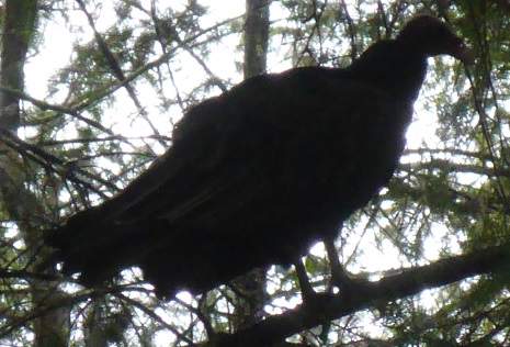 Turkey Vulture in tree