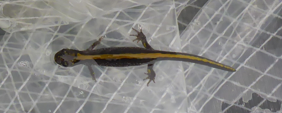 Water Lizard On Polyethylene