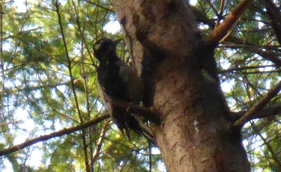 Woodpecker Up Tree