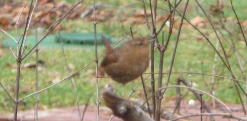 Wren on twig