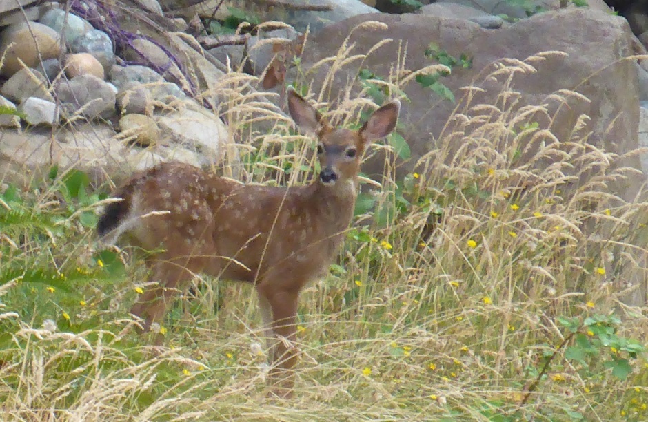 Young Deer In Front Of Rocks