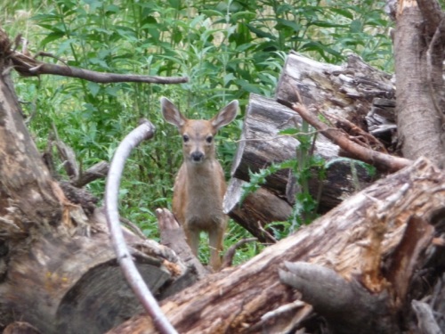 Young deer in root pile