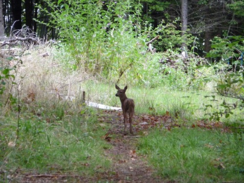 Young deer on path